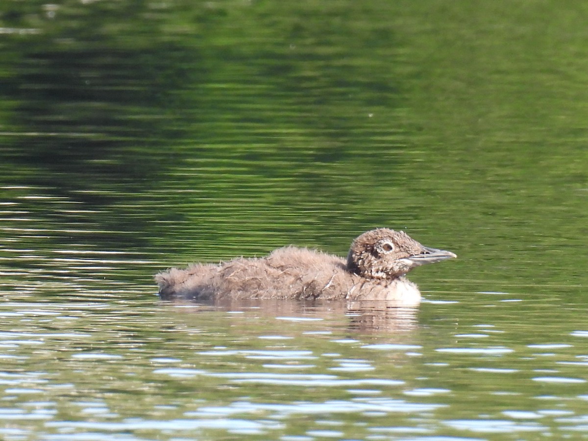 Common Loon - ML622119371