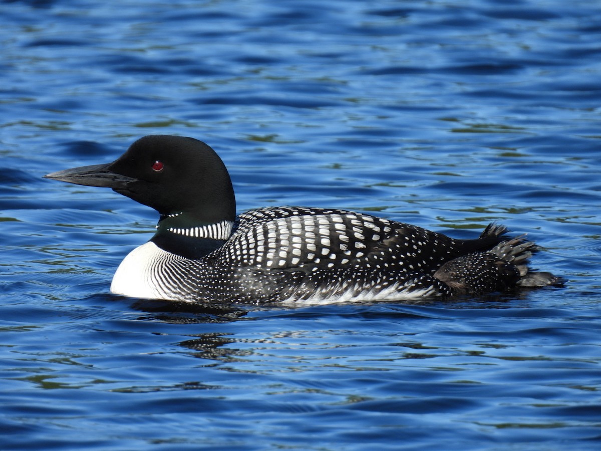 Common Loon - ML622119372