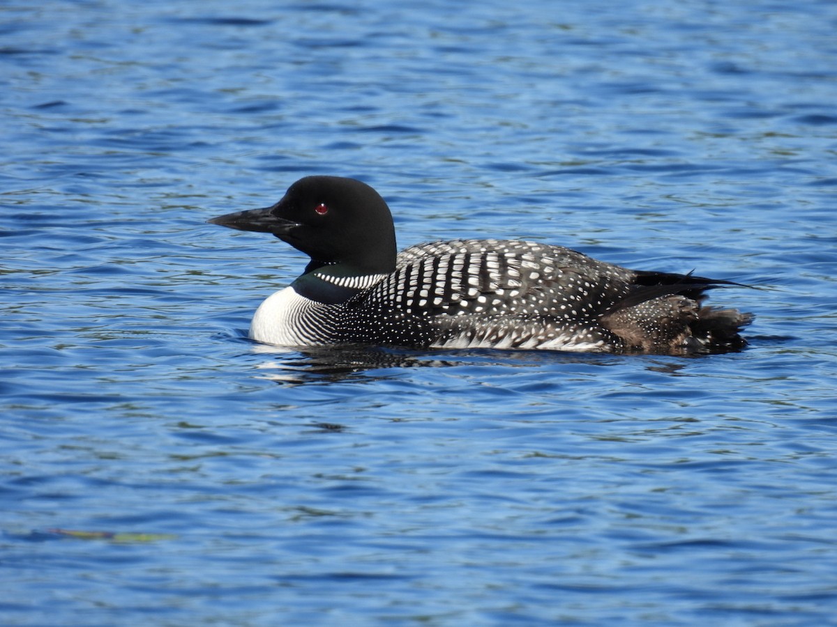 Common Loon - ML622119373