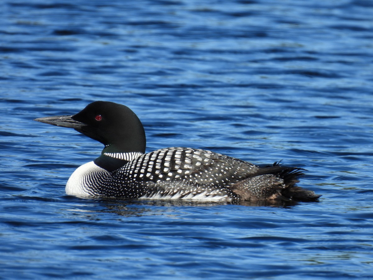 Common Loon - ML622119374