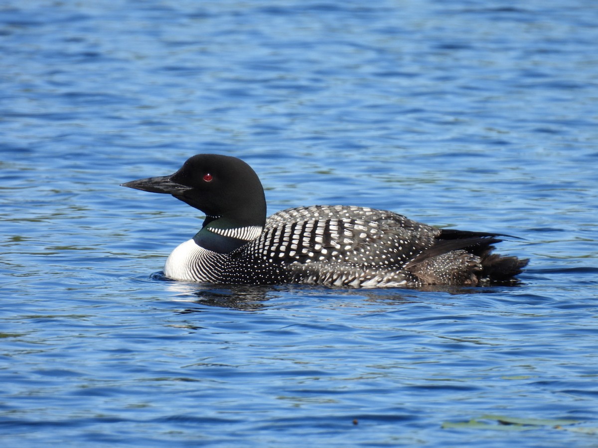 Common Loon - ML622119375