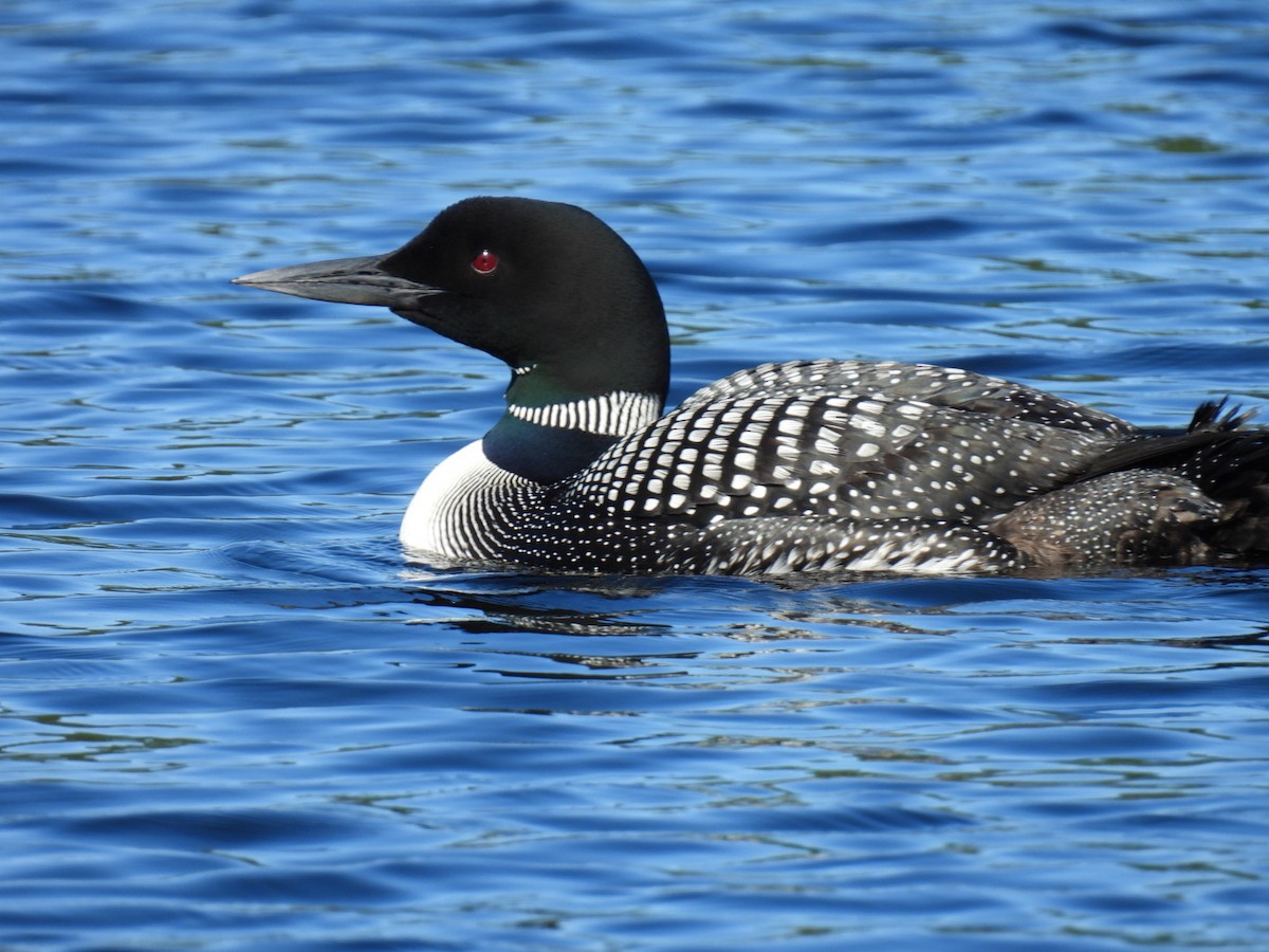 Common Loon - ML622119376