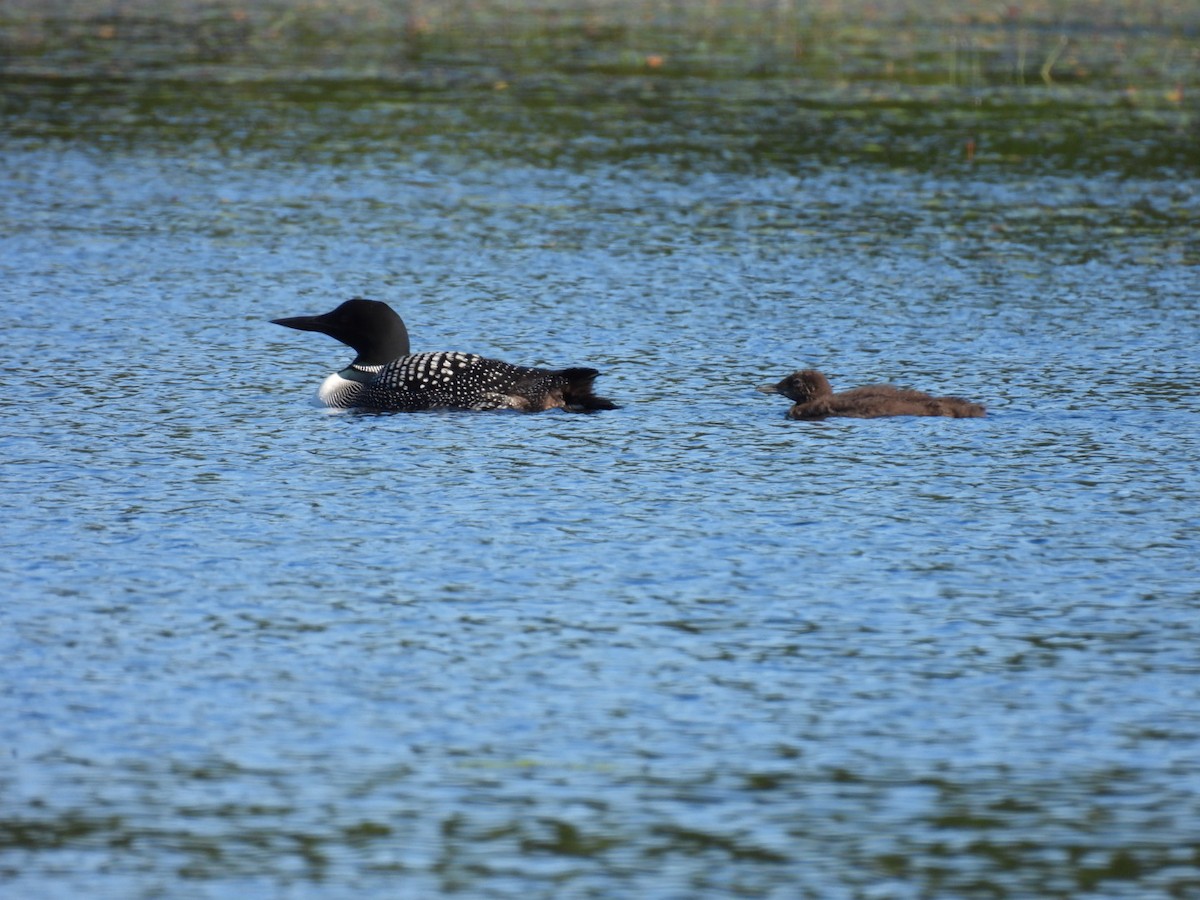 Common Loon - ML622119377