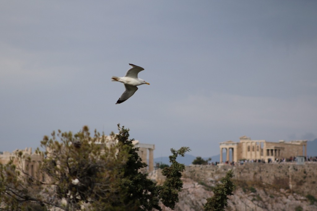 Yellow-legged Gull - ML622119378