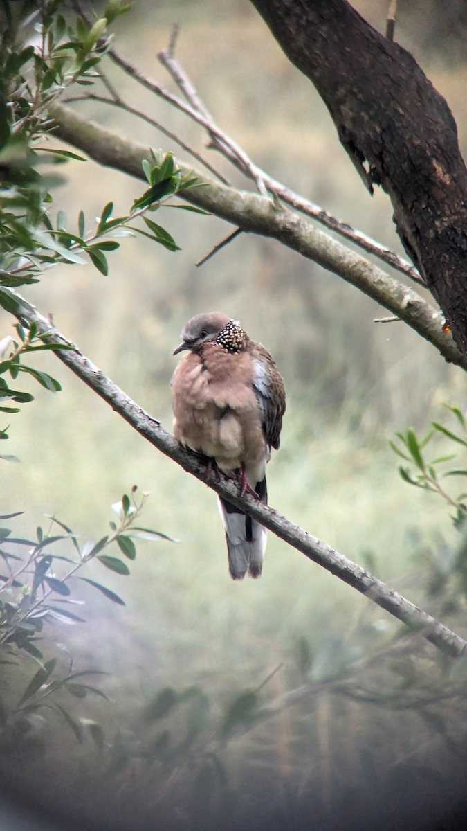 Spotted Dove - ML622119379