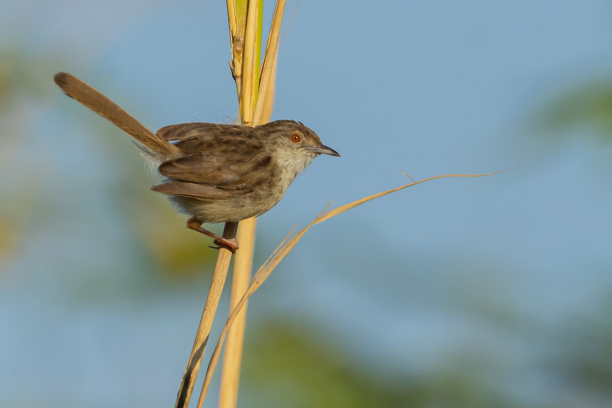 Graceful Prinia - ML622119380