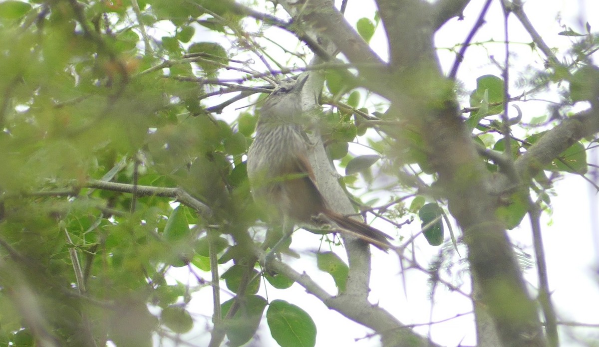 Necklaced Spinetail - ML622119424