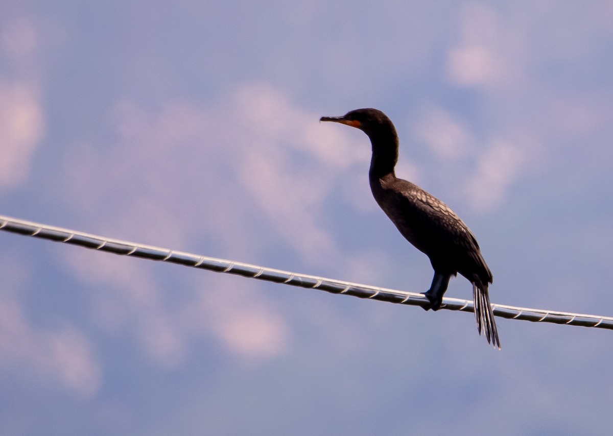 Cormoran à aigrettes - ML622119428