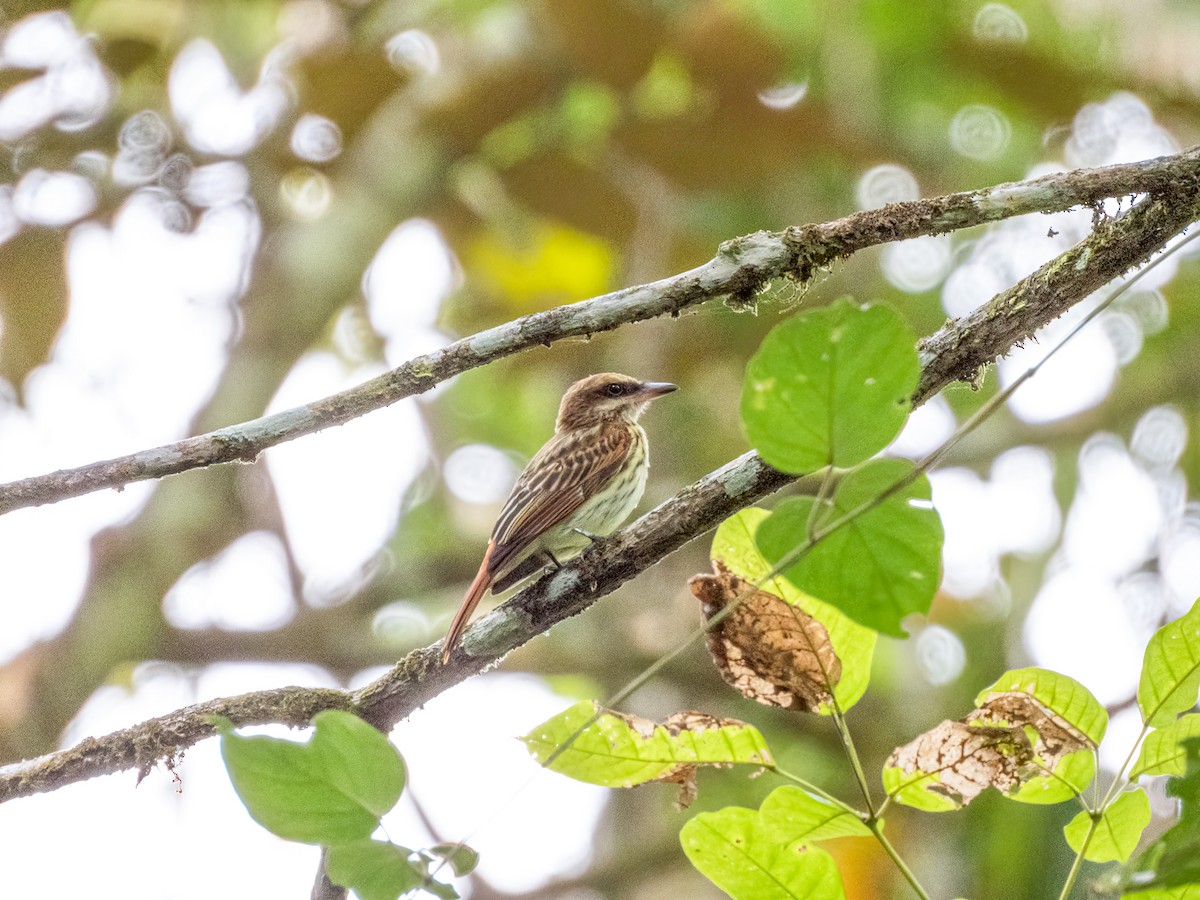 Streaked Flycatcher - Jason Alexander