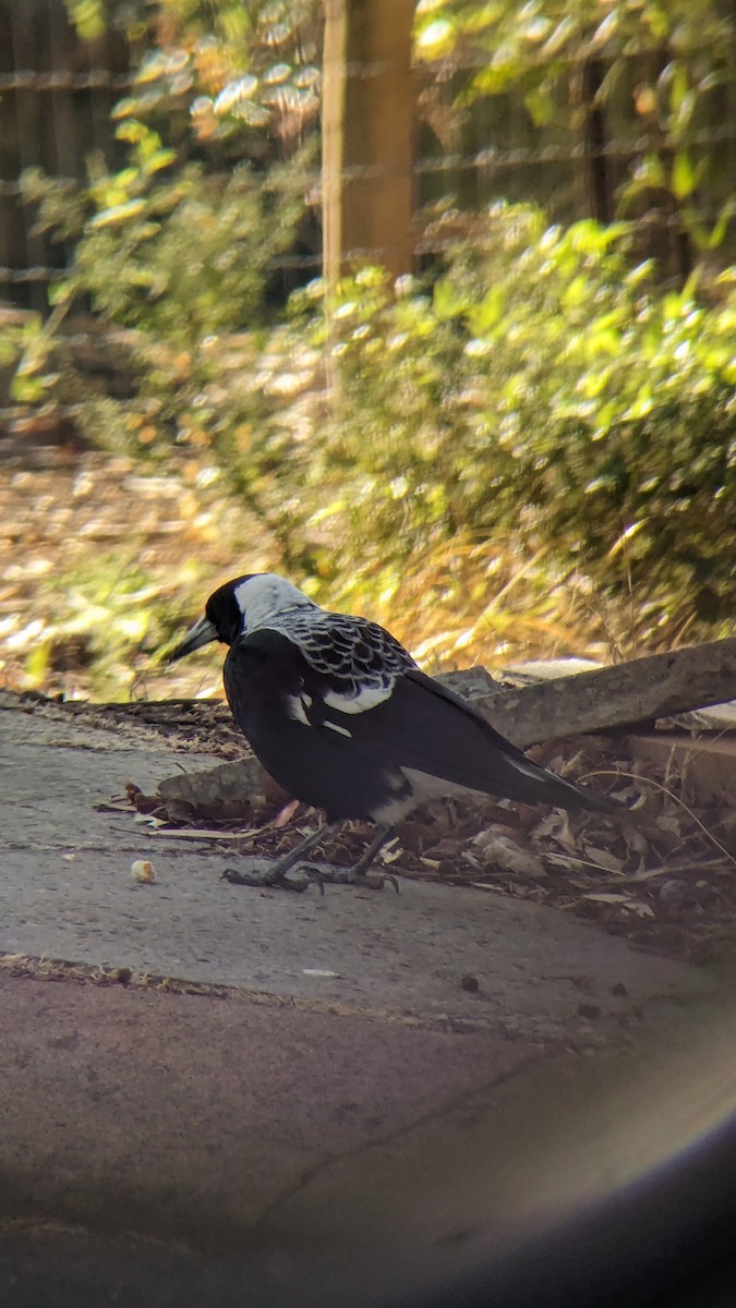 Australian Magpie - ML622119479