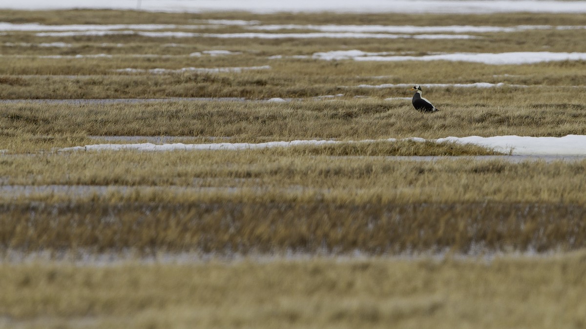 Spectacled Eider - ML622119500