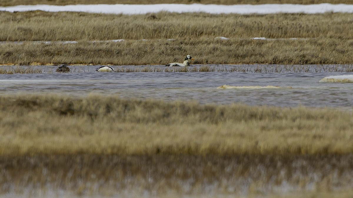 Spectacled Eider - ML622119502