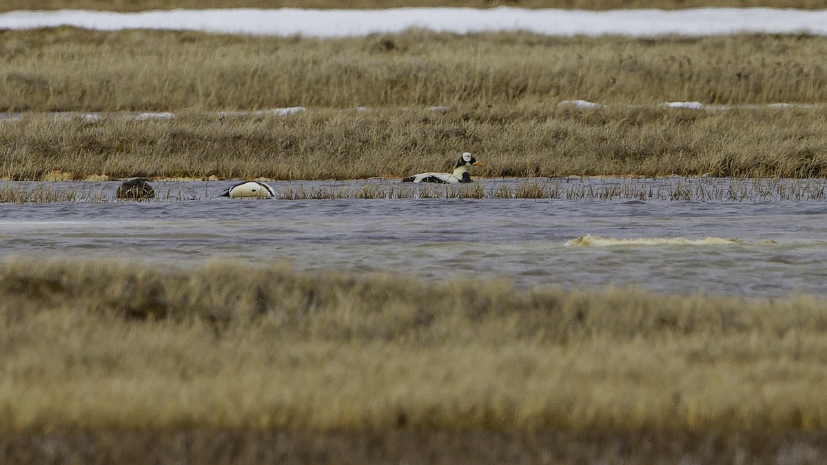 Spectacled Eider - ML622119504