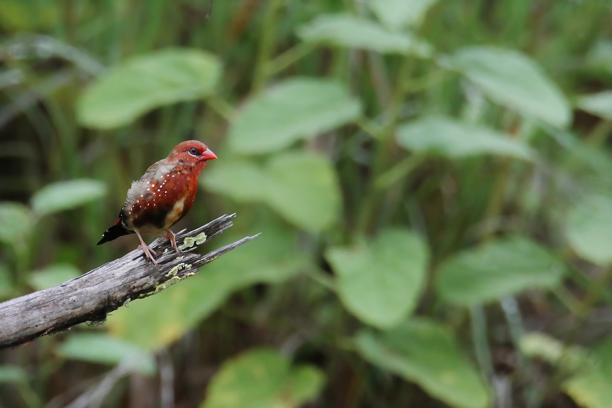 Red Avadavat (Red-bellied) - ML622119524