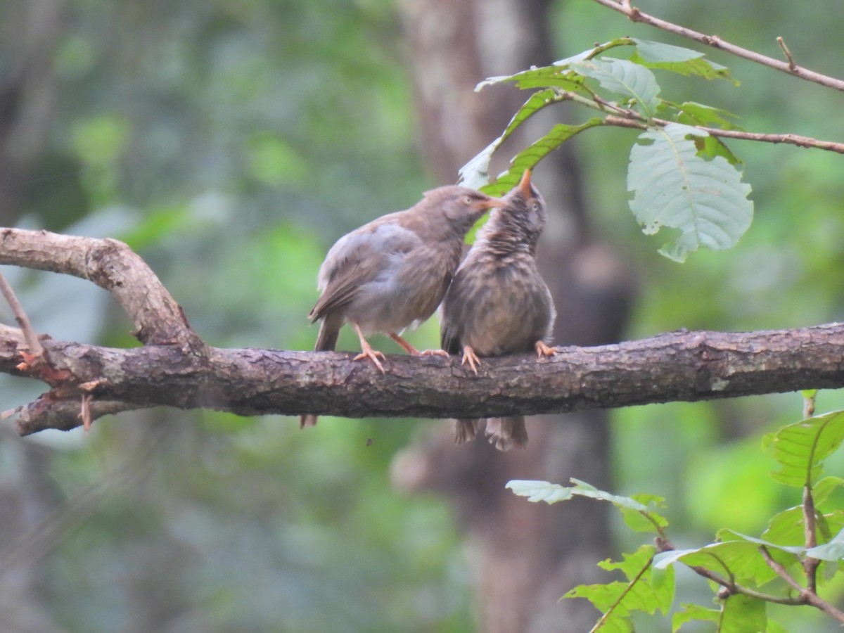 Jungle Babbler - ML622119527