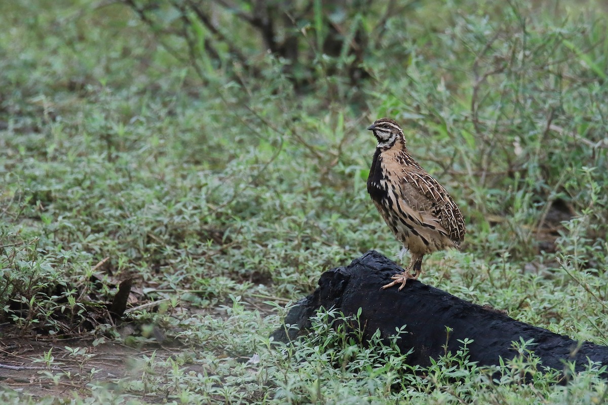 Rain Quail - ML622119535