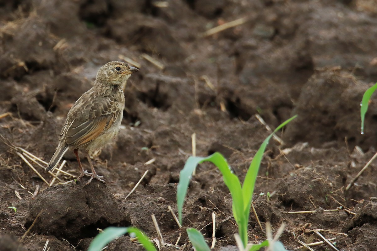 Singing Bushlark (Australasian) - ML622119542