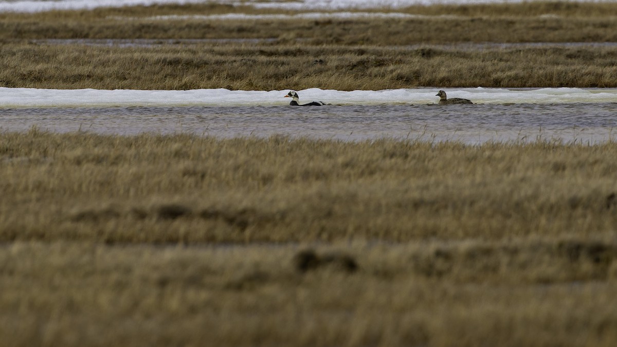 Spectacled Eider - ML622119571