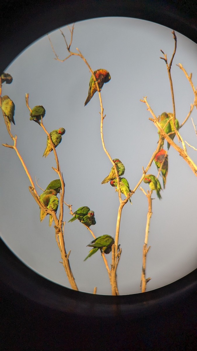 Musk Lorikeet - Tom Perrett