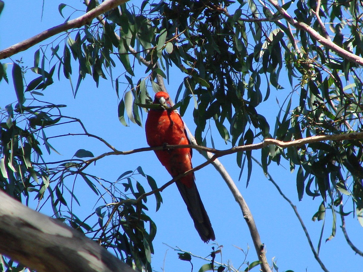 Crimson Rosella - ML622119646