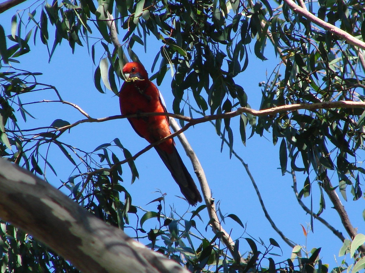 Crimson Rosella - ML622119647