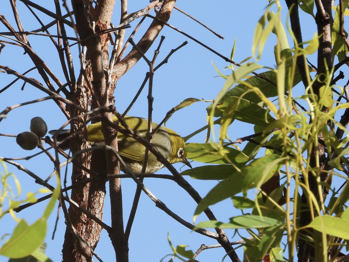 Silvereye - Cherri and Peter Gordon