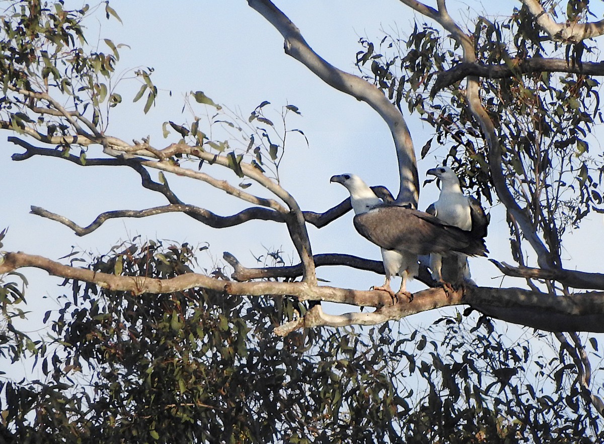 White-bellied Sea-Eagle - Marie Tarrant