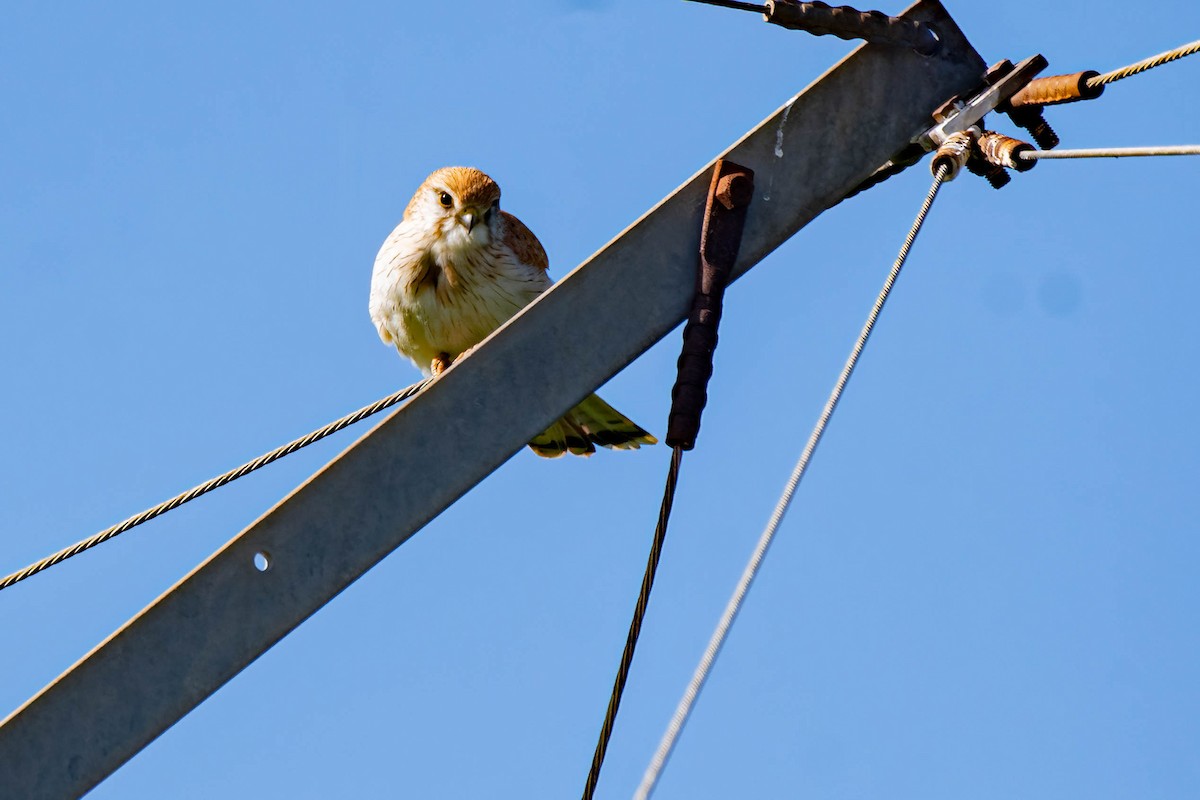 Nankeen Kestrel - Gordon Arthur