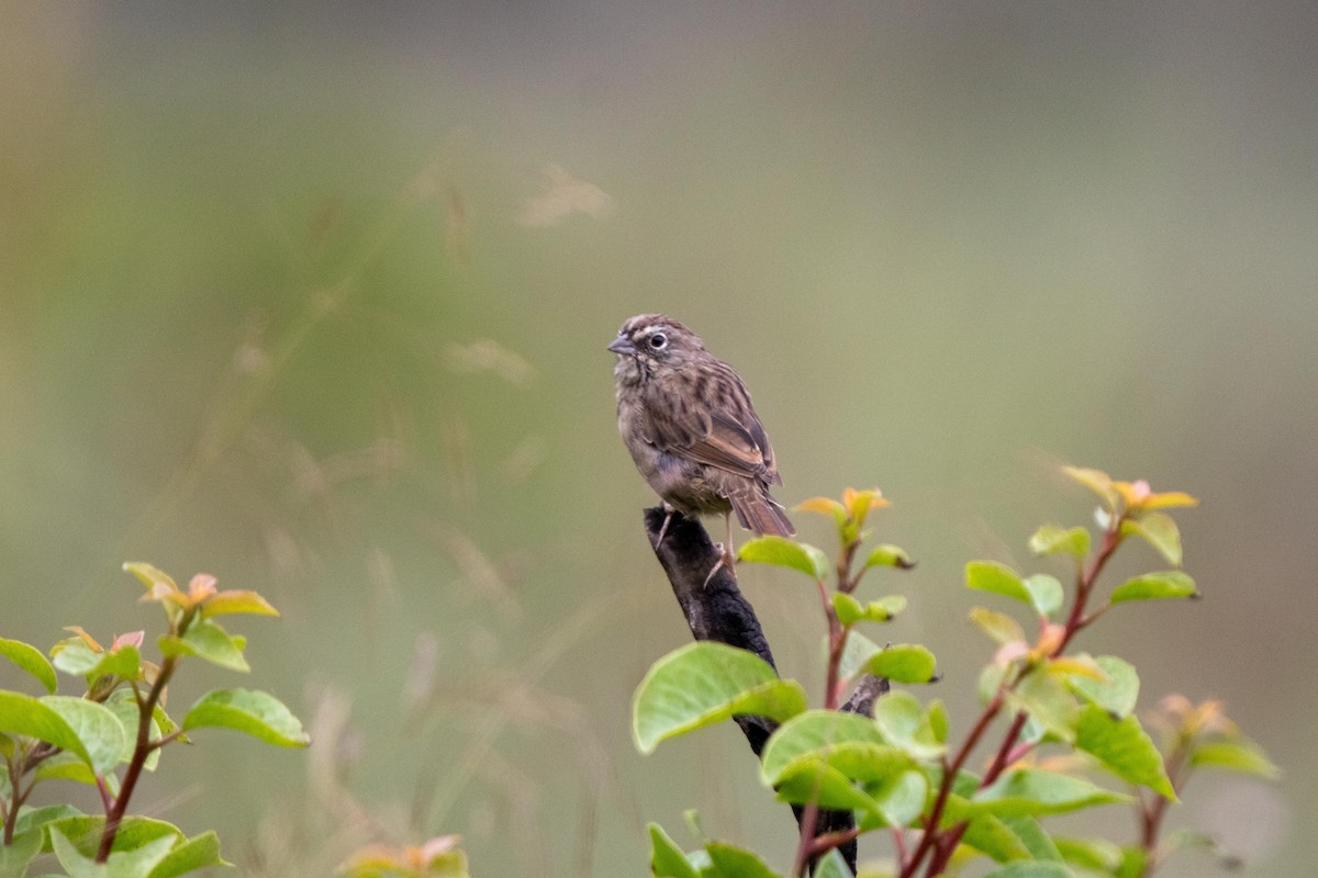 Rufous-crowned Sparrow - Conor McMahon