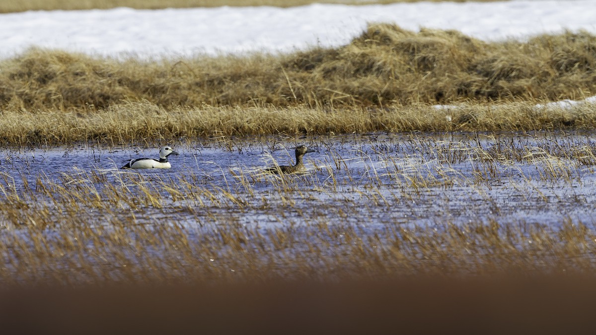 Steller's Eider - Robert Tizard