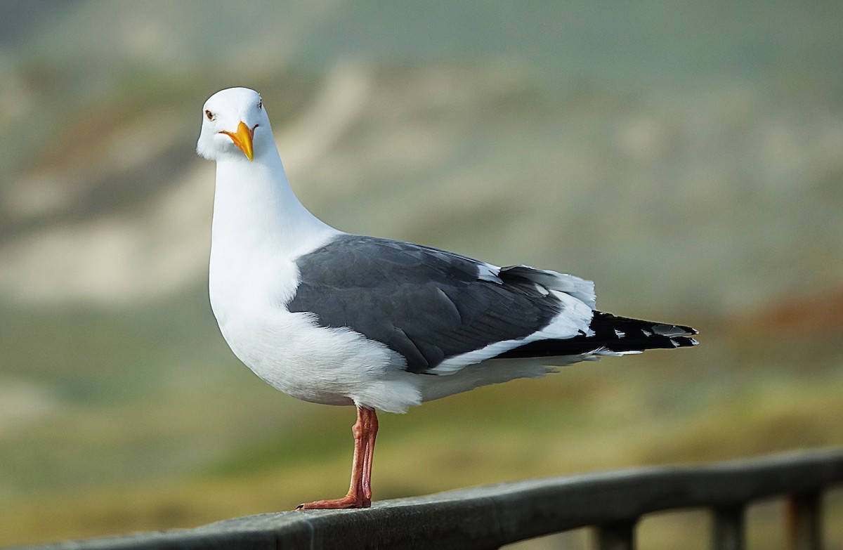 Western Gull - Edurne Ugarte