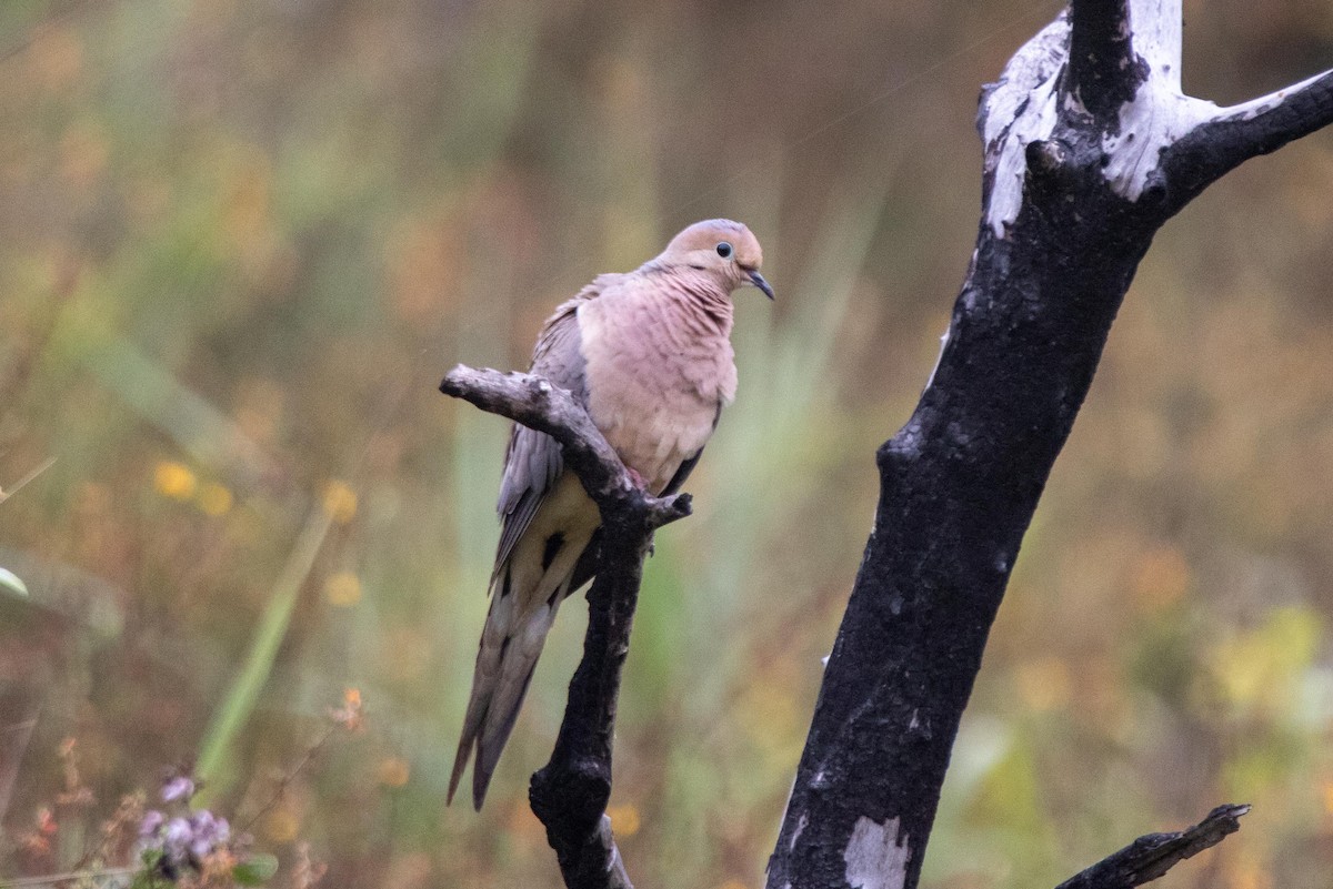 Mourning Dove - ML622119745