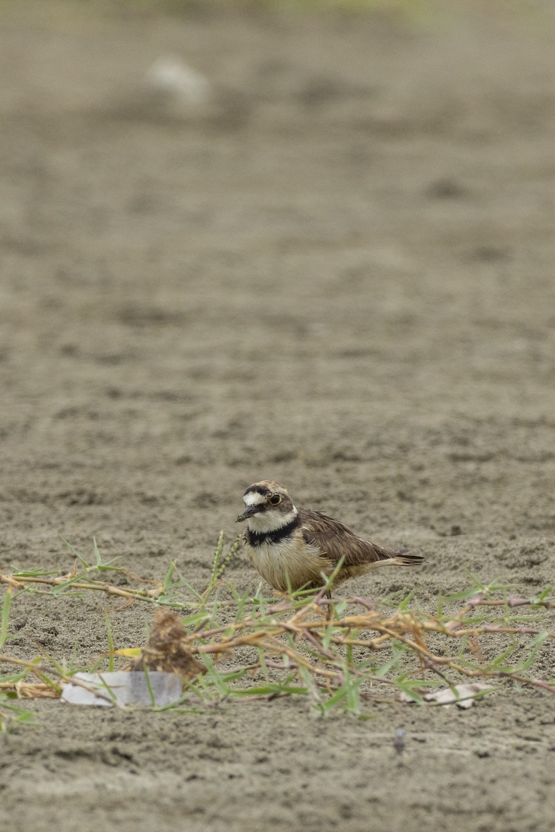 Little Ringed Plover - Pantea Golzari