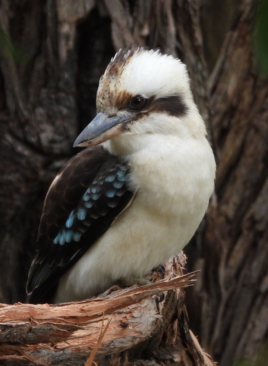 Laughing Kookaburra - Stephan Megroz