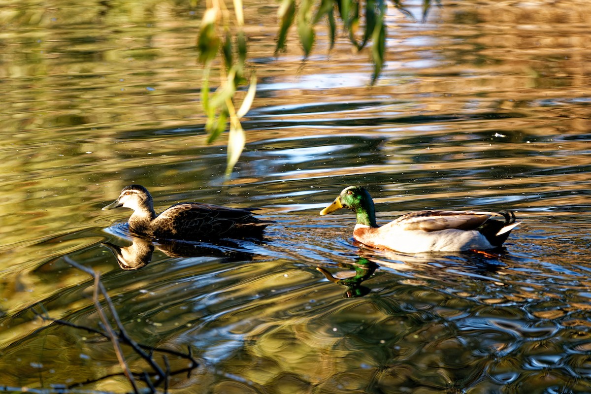 Mallard (Domestic type) - ML622119780