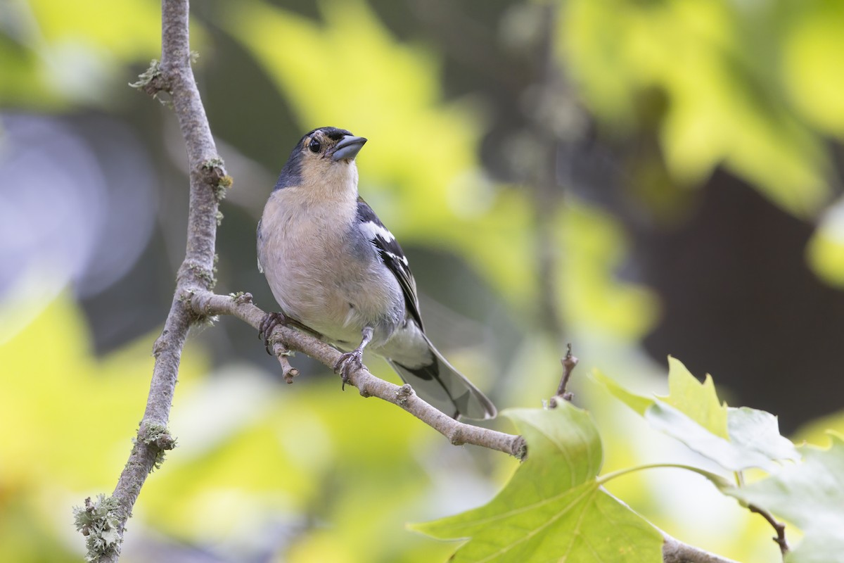 Madeira Chaffinch - ML622119793