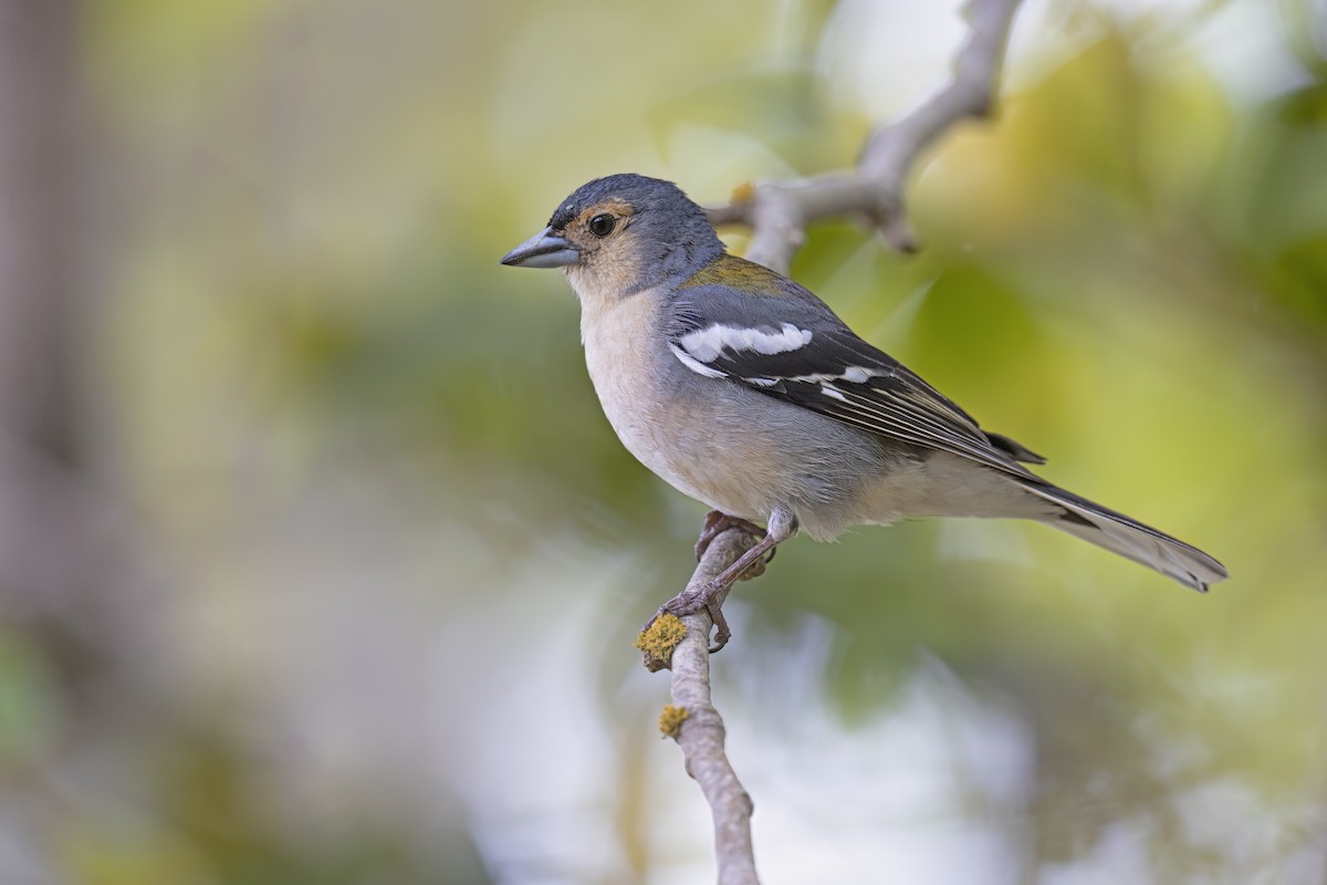 Madeira Chaffinch - ML622119794