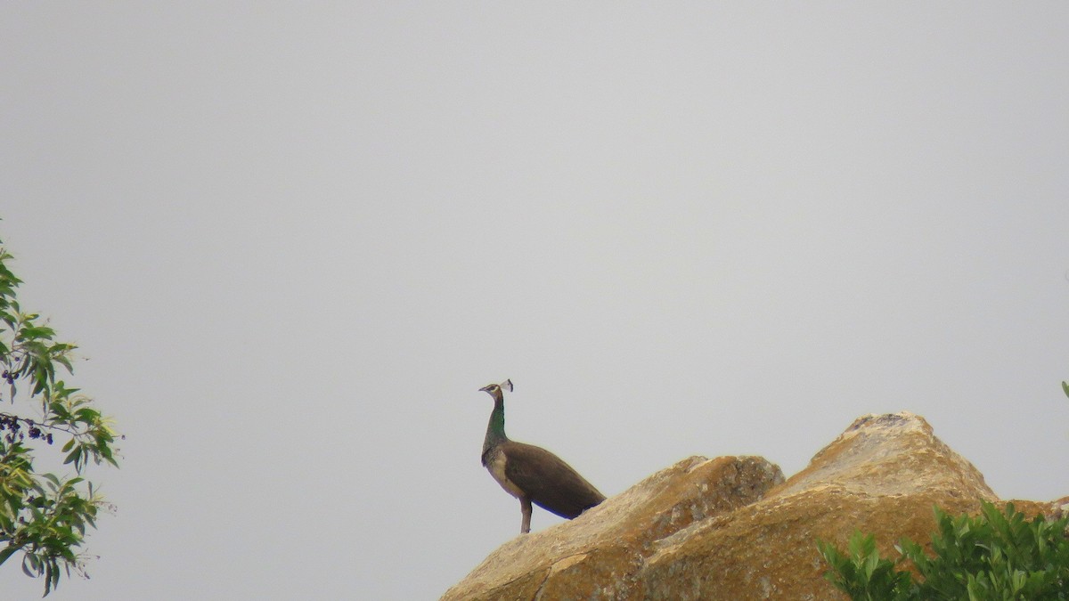 Indian Peafowl - ML622119846