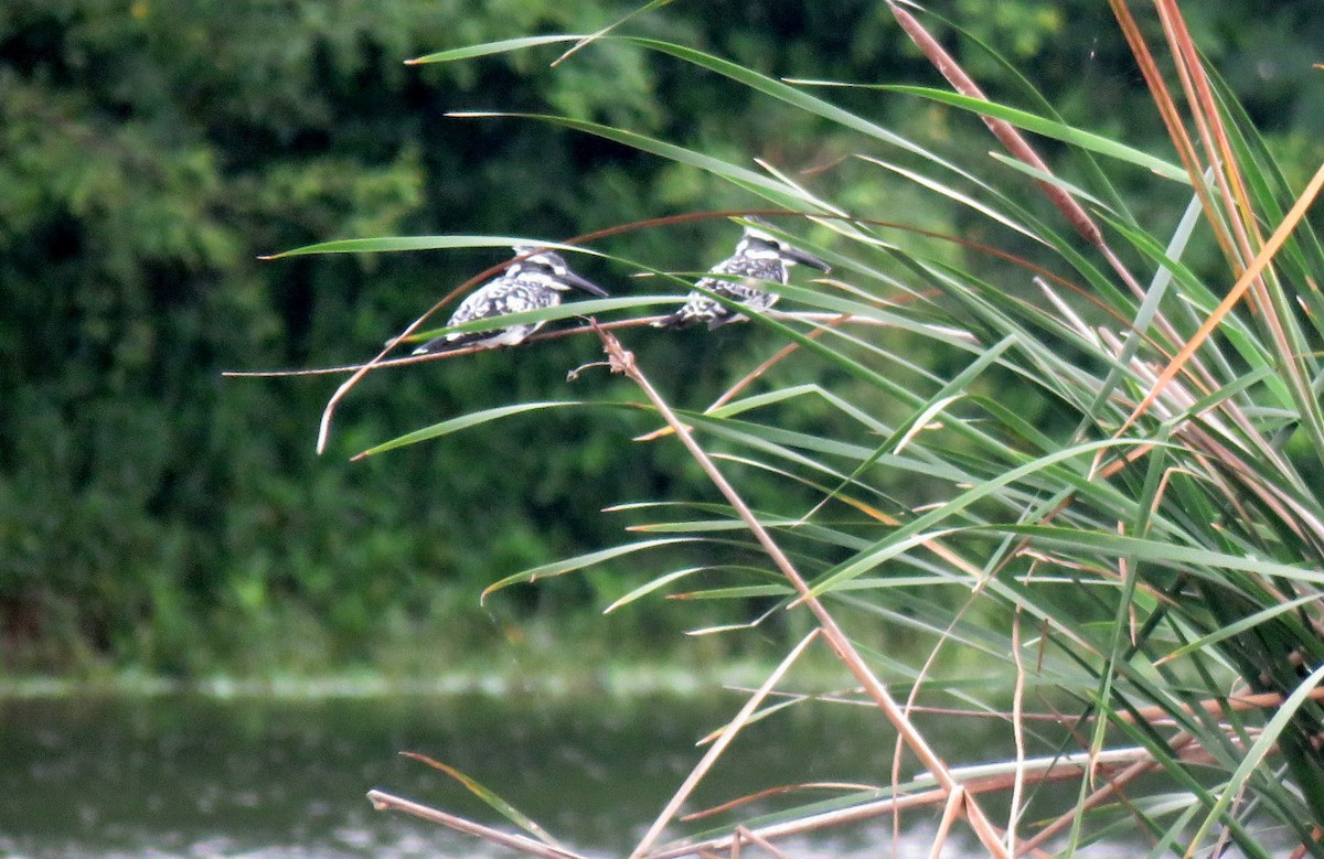 Pied Kingfisher - ML622119867