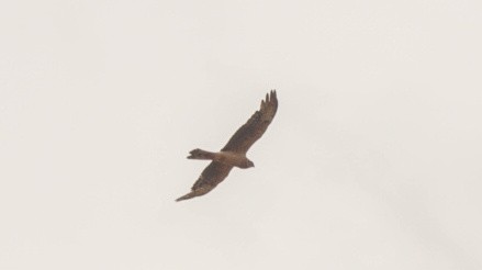 Montagu's Harrier - Sam Sucik