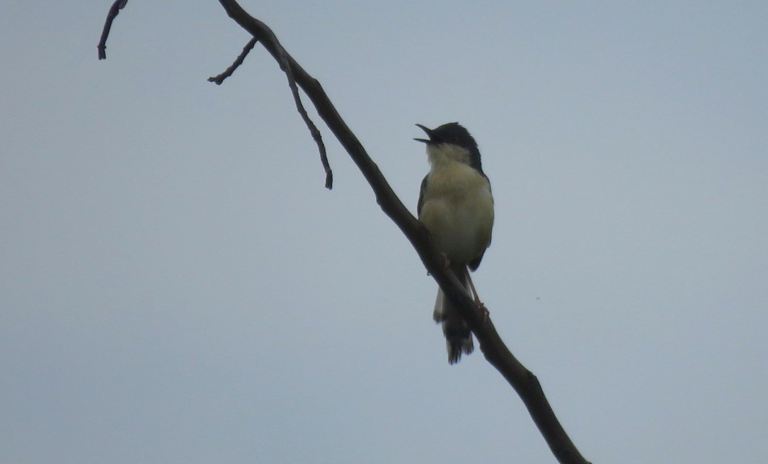 Ashy Prinia - ML622119873