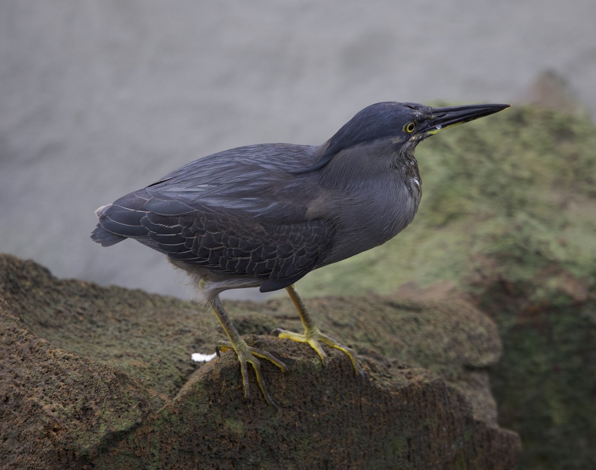 Striated Heron - ML622119874