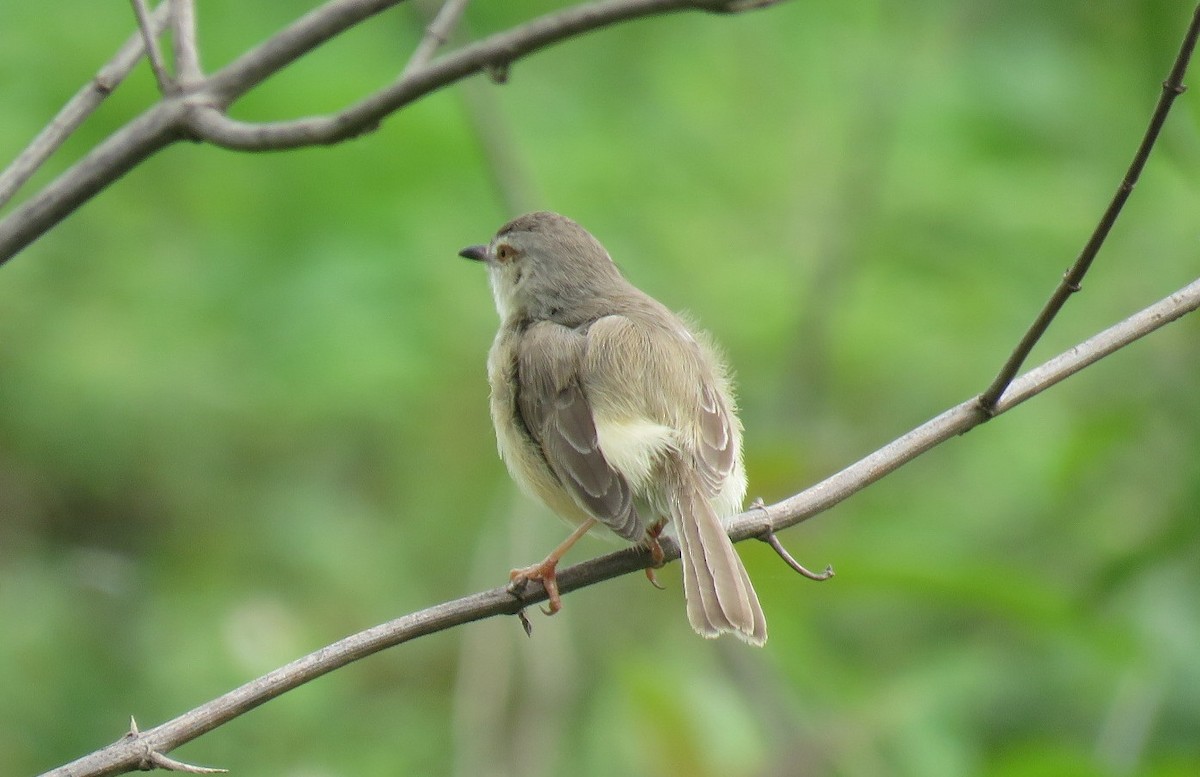 Plain Prinia - ML622119876