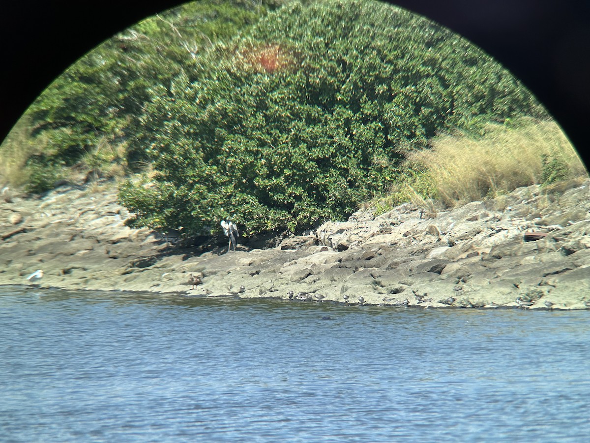 Gray-tailed Tattler - ML622119877