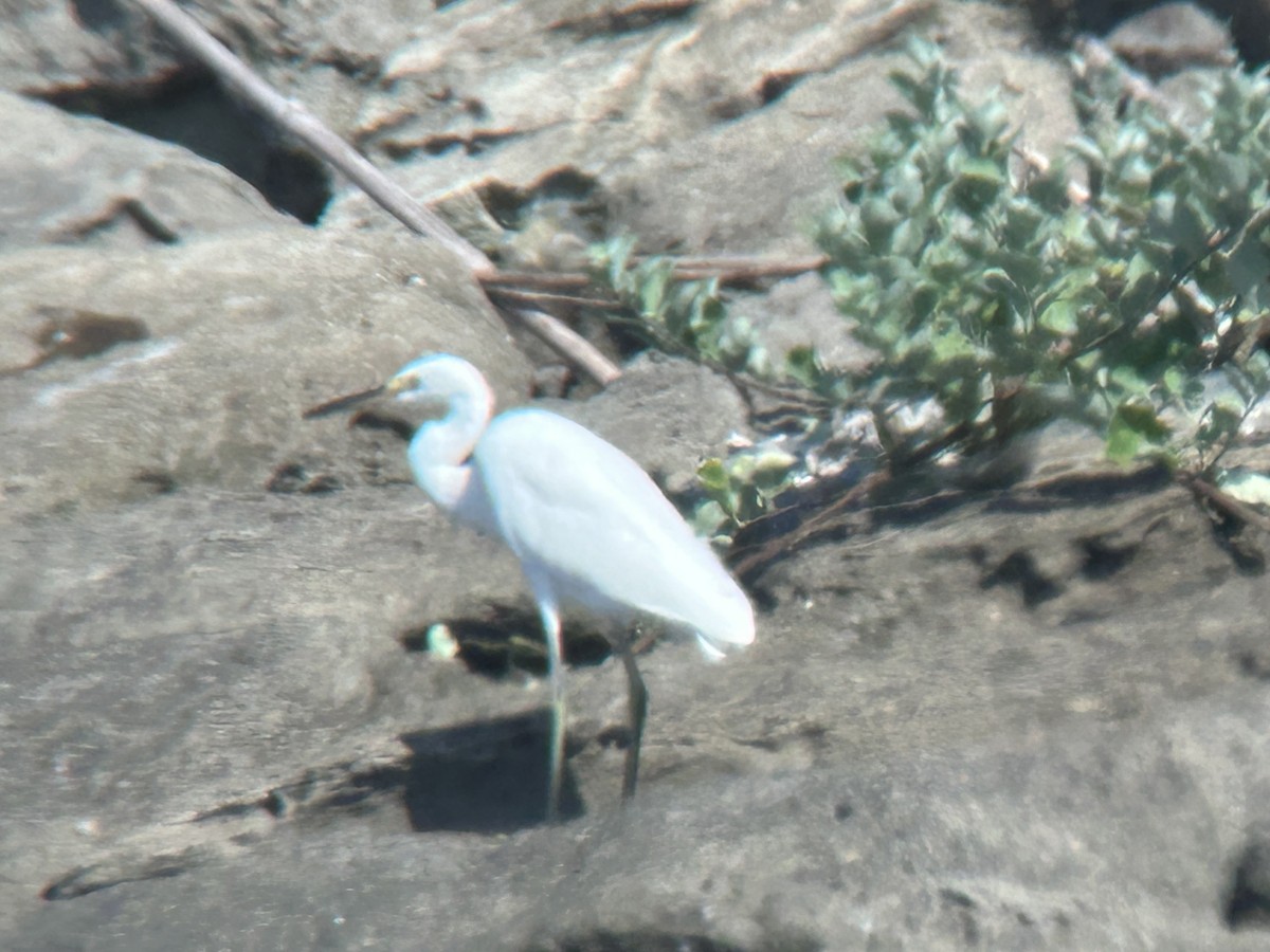 Little Egret - Shota Sawamoto