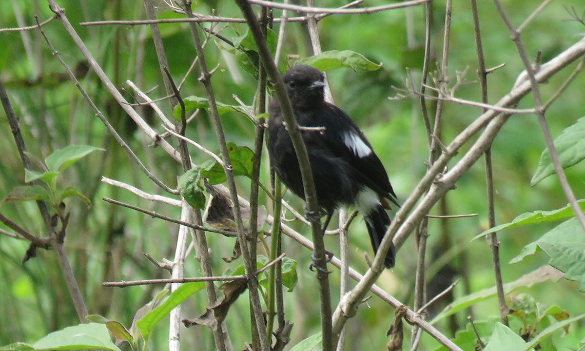 Pied Bushchat - ML622119882