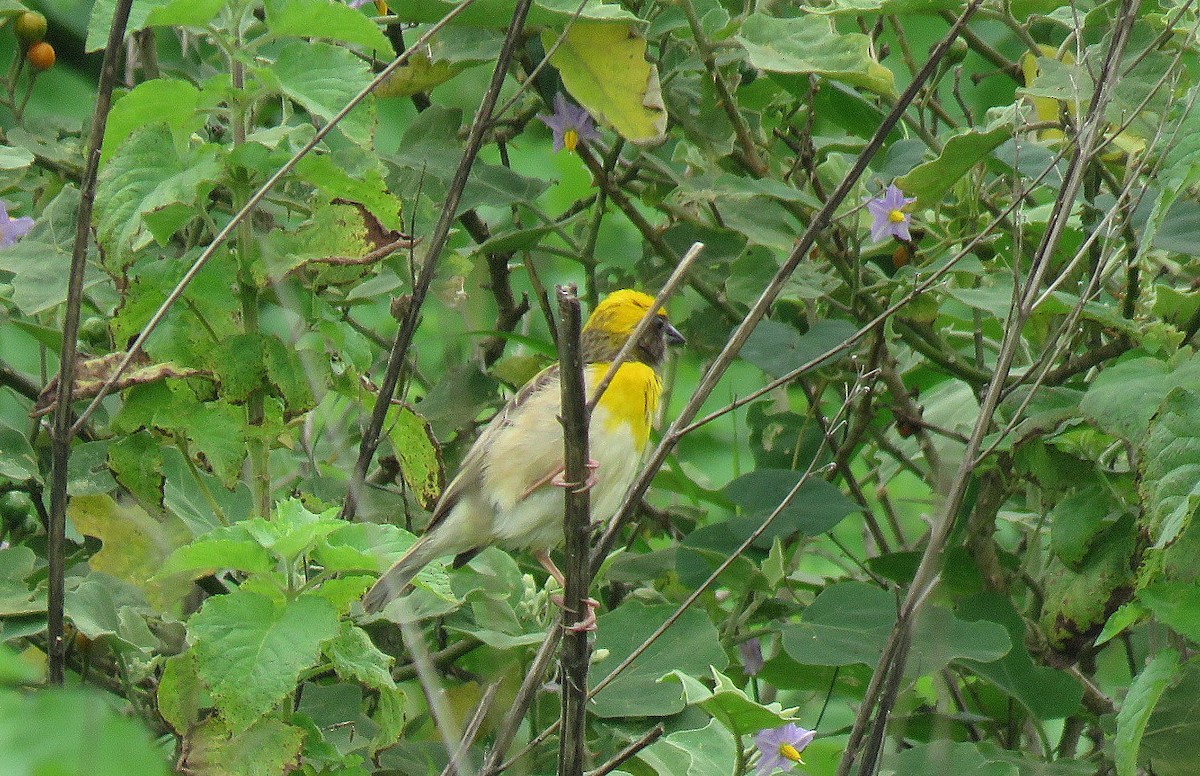 Baya Weaver - ML622119886