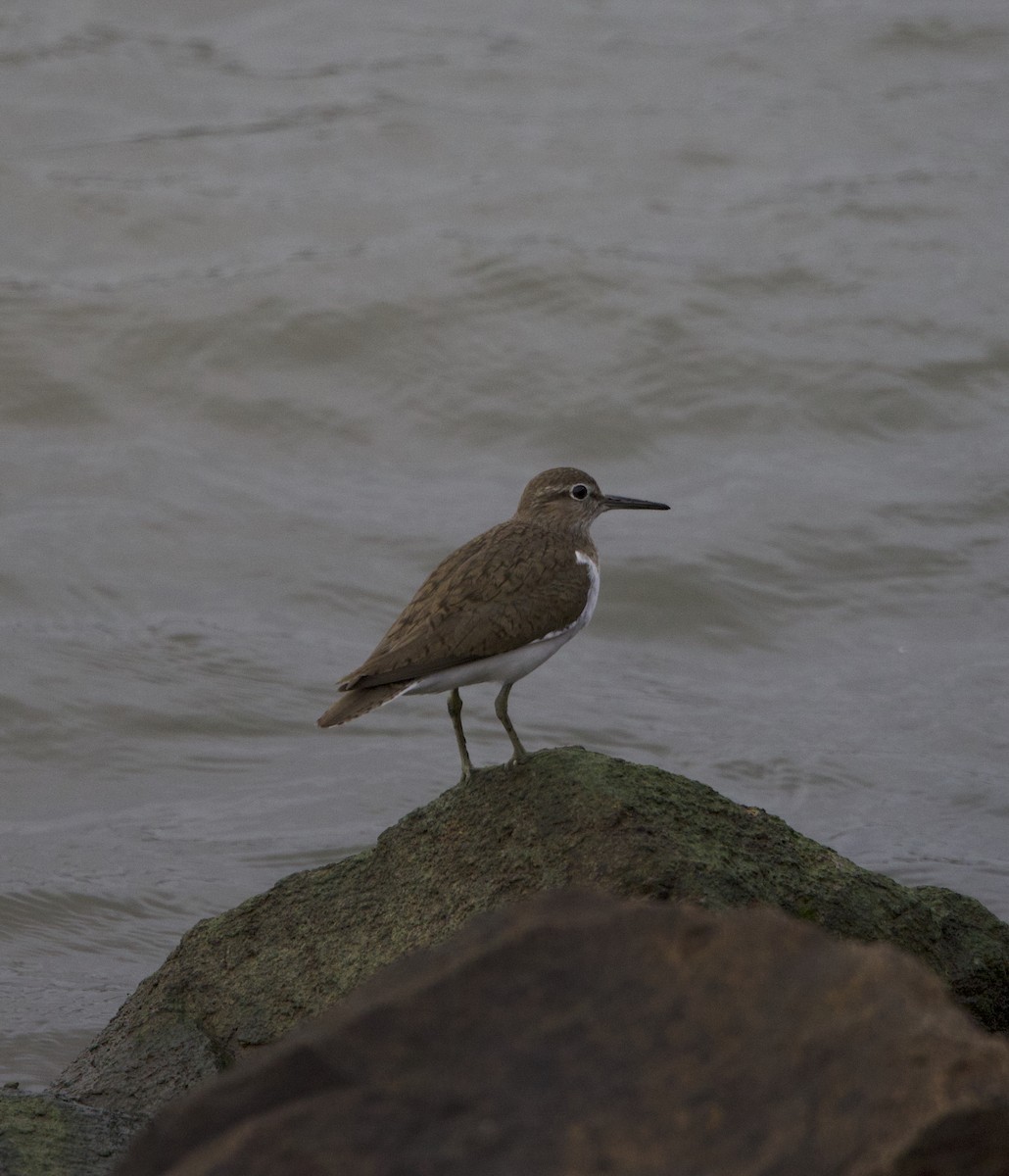 Common Sandpiper - ML622119890