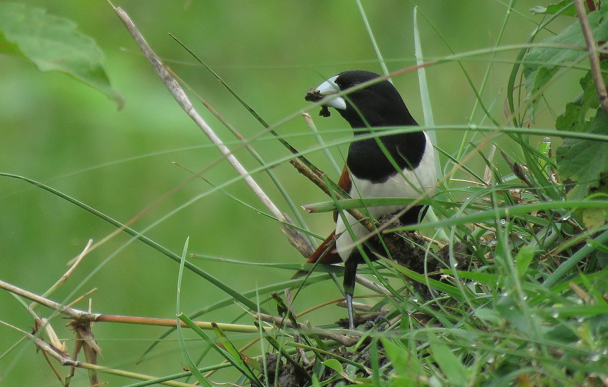 Tricolored Munia - ML622119891