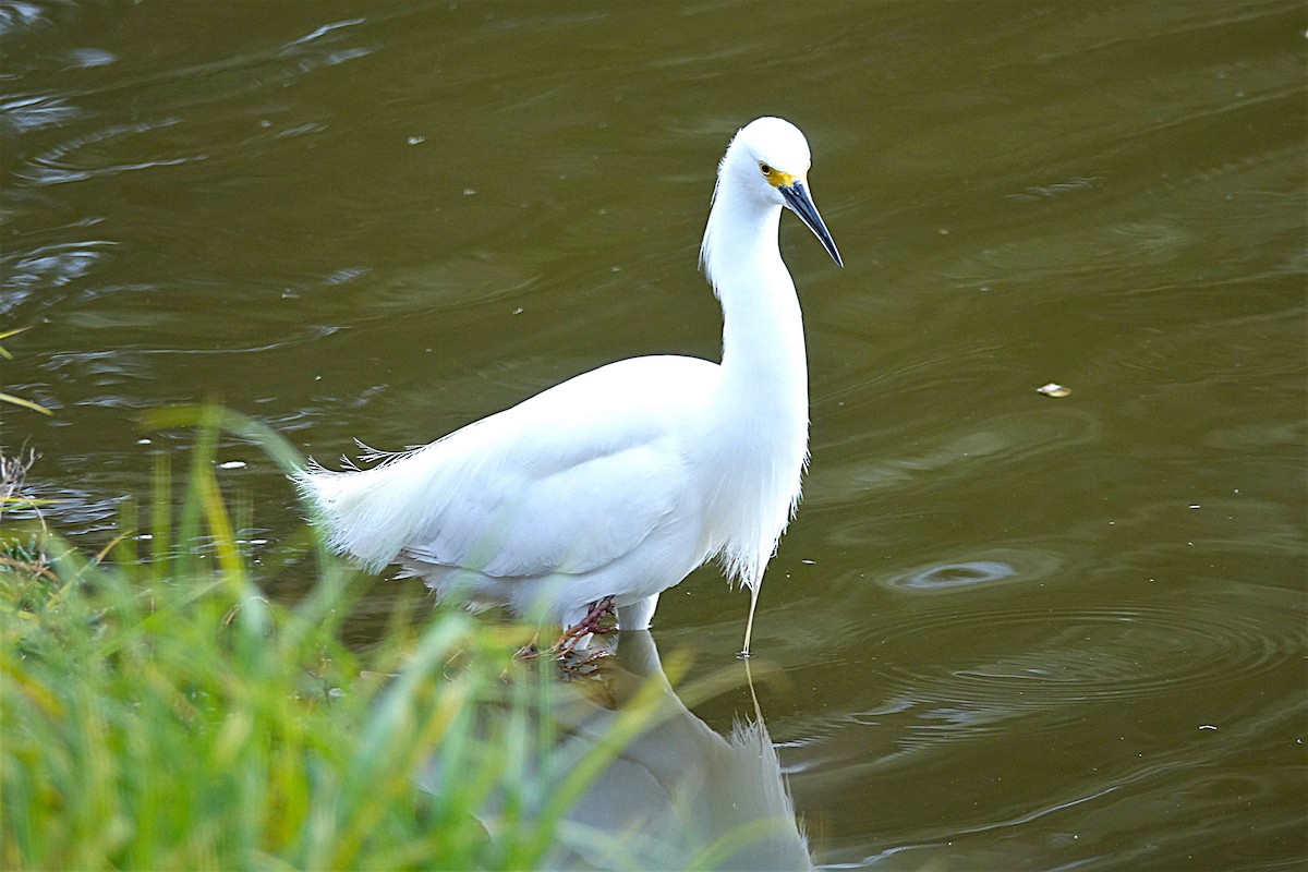 Snowy Egret - ML622119896